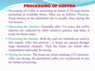PROCESSING OF COFFEA
 Processing of Coffea is consisting of almost 8-10 steps before
marketing in available forms. They are as follows: Planting-
From nursery to the plantation site is usually done during the
wet season.
 Harvesting the cherries- Generally after 3-4 years, the coffee
cherries are collected by labor intensive process and make it
ready for future steps.
 Processing the cherries- Both dry and wet methods are used in
this regard. After this process , it beans are passed through
large fermented channels. Then the beans are rinsed after
fermentation and ready for drying
 Drying the beans- The beans are dried retaining 11% moisture.
After sun drying, the parchment coffee are warehoused in jute
for further processing.
 