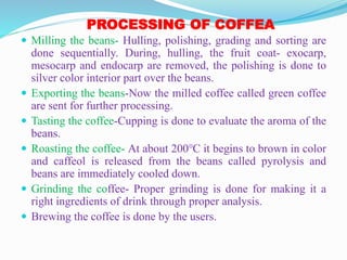 PROCESSING OF COFFEA
 Milling the beans- Hulling, polishing, grading and sorting are
done sequentially. During, hulling, the fruit coat- exocarp,
mesocarp and endocarp are removed, the polishing is done to
silver color interior part over the beans.
 Exporting the beans-Now the milled coffee called green coffee
are sent for further processing.
 Tasting the coffee-Cupping is done to evaluate the aroma of the
beans.
 Roasting the coffee- At about 200℃ it begins to brown in color
and caffeol is released from the beans called pyrolysis and
beans are immediately cooled down.
 Grinding the coffee- Proper grinding is done for making it a
right ingredients of drink through proper analysis.
 Brewing the coffee is done by the users.
 
