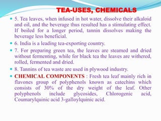 TEA-USES, CHEMICALS
 5. Tea leaves, when infused in hot water, dissolve their alkaloid
and oil, and the beverage thus resulted has a stimulating effect.
If boiled for a longer period, tannin dissolves making the
beverage less beneficial.
 6. India is a leading tea-exporting country.
 7. For preparing green tea, the leaves are steamed and dried
without fermenting, while for black tea the leaves are withered,
rolled, fermented and dried.
 8. Tannins of tea waste are used in plywood industry.
 CHEMICAL COMPONENTS : Fresh tea leaf mainly rich in
flavones group of polyphenols known as catechins which
consists of 30% of the dry weight of the leaf. Other
polyphenols include glycosides, Chlorogenic acid,
Coumarylquinic acid 3-galloylquinic acid.
 