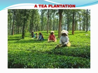 A TEA PLANTATION
 