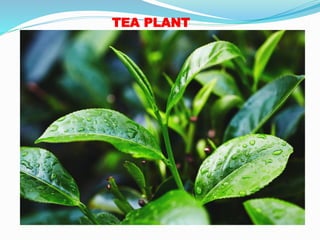 TEA PLANT
 