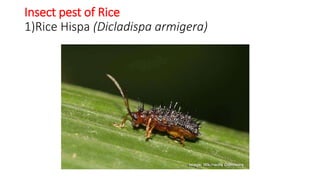 Insect pest of Rice
1)Rice Hispa (Dicladispa armigera)
 