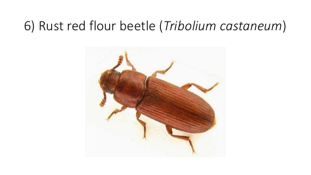 Economic entomology diagram of rice weevil 