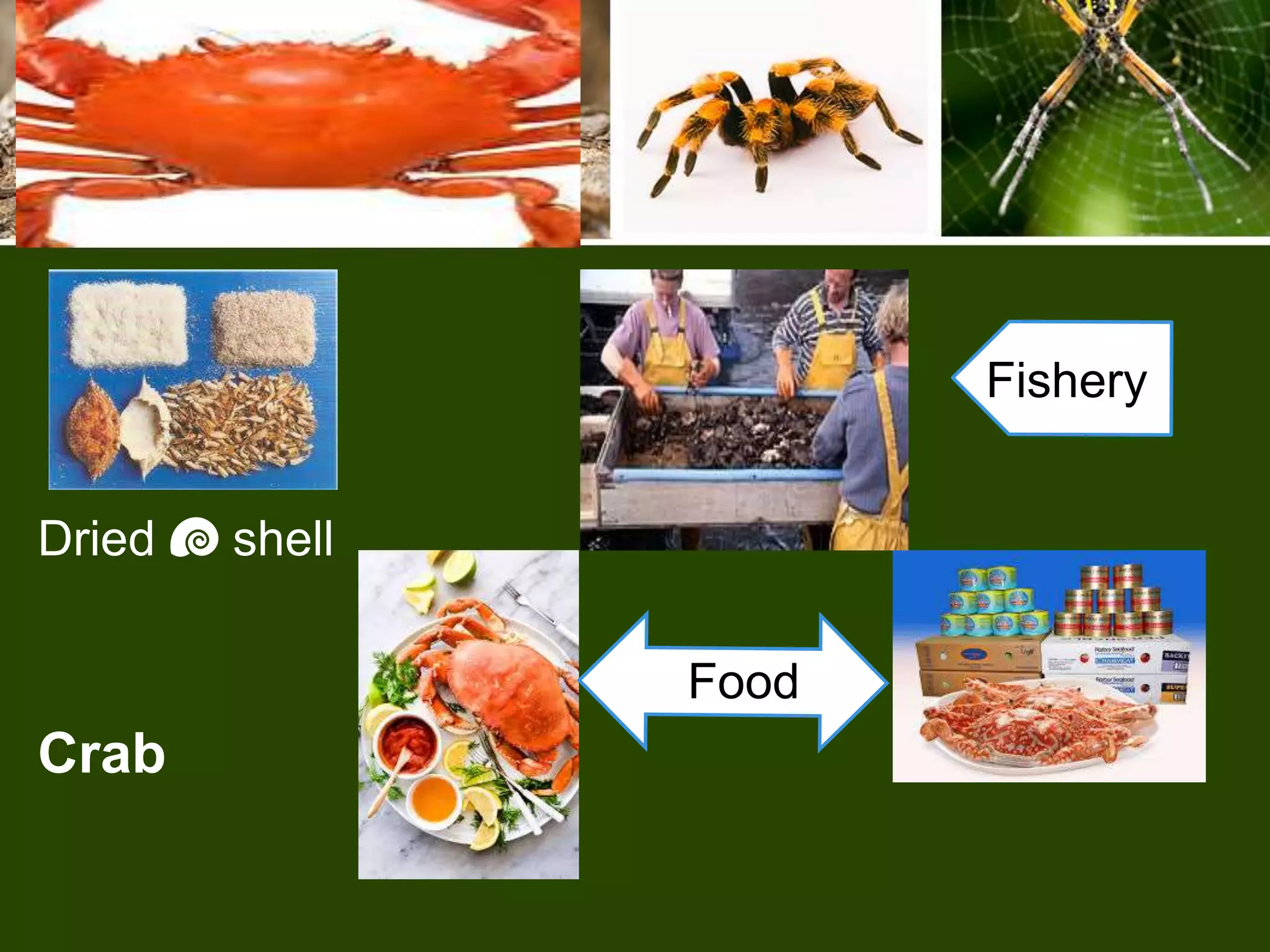 Economic important of arthropods | PPTX