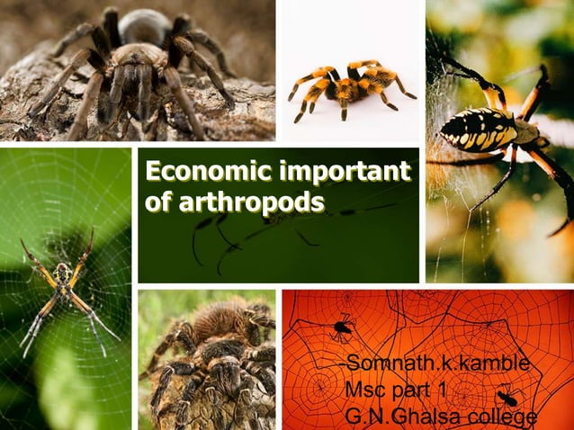Economic important of arthropods | PPTX