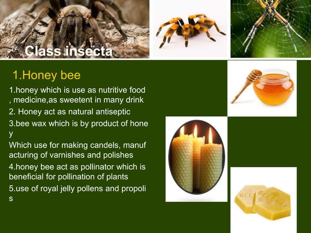 Economic important of arthropods | PPTX