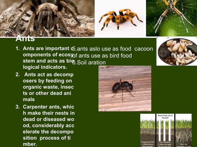 Economic important of arthropods | PPTX