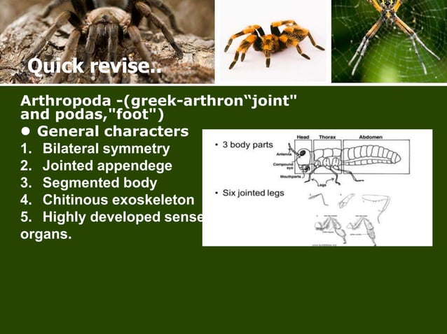 Economic important of arthropods