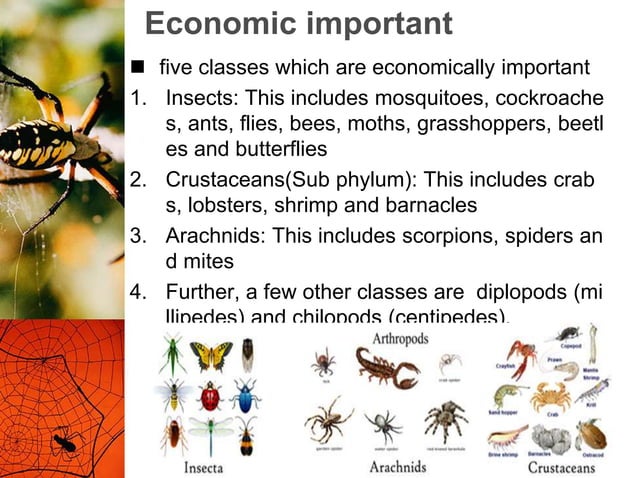 Economic important of arthropods
