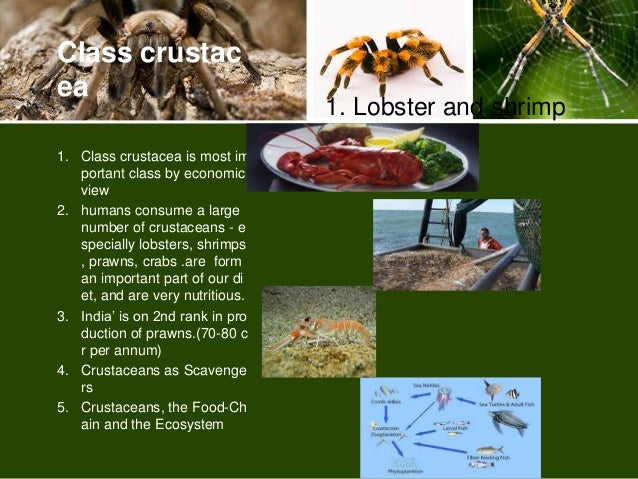 Economic important of arthropods