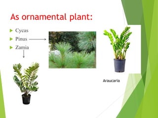 Pinus Cycas Economic importance OF VASCULAR PLANTS | PPTX
