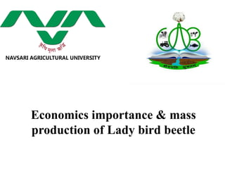 Economics importance & mass
production of Lady bird beetle
 