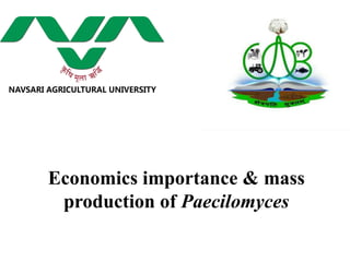 Economics importance & mass
production of Paecilomyces
 