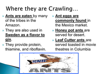 Ants are eaten by many
of the tribes in the
Amazon.
 They are also used in
Sweden as a flavor to
gin.
 They provide protein,
thiamine, and riboflavin.
 Ant eggs are
commonly found in
the Mexico market.
 Honey pot ants are
served for desert.
 Leaf Cutter ants are
served toasted in movie
theatres in Columbia
 