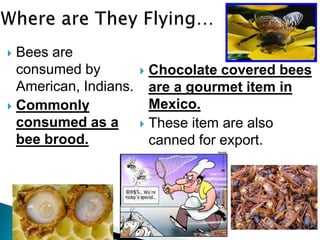  Bees are
consumed by
American, Indians.
 Commonly
consumed as a
bee brood.
 Chocolate covered bees
are a gourmet item in
Mexico.
 These item are also
canned for export.
 