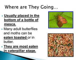  Usually placed in the
bottom of a bottle of
mesca.
 Many adult butterflies
and moths can be
eaten toasted or in
butter.
 They are most eaten
in caterpillar stage.
 