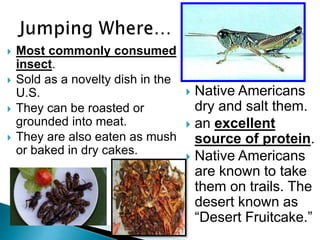  Most commonly consumed
insect.
 Sold as a novelty dish in the
U.S.
 They can be roasted or
grounded into meat.
 They are also eaten as mush
or baked in dry cakes.
 Native Americans
dry and salt them.
 an excellent
source of protein.
 Native Americans
are known to take
them on trails. The
desert known as
“Desert Fruitcake.”
 
