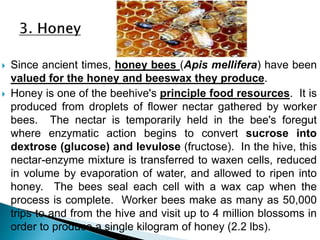  Since ancient times, honey bees (Apis mellifera) have been
valued for the honey and beeswax they produce.
 Honey is one of the beehive's principle food resources. It is
produced from droplets of flower nectar gathered by worker
bees. The nectar is temporarily held in the bee's foregut
where enzymatic action begins to convert sucrose into
dextrose (glucose) and levulose (fructose). In the hive, this
nectar-enzyme mixture is transferred to waxen cells, reduced
in volume by evaporation of water, and allowed to ripen into
honey. The bees seal each cell with a wax cap when the
process is complete. Worker bees make as many as 50,000
trips to and from the hive and visit up to 4 million blossoms in
order to produce a single kilogram of honey (2.2 lbs).
 