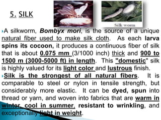 A silkworm, Bombyx mori, is the source of a unique
natural fiber used to make silk cloth. As each larva
spins its cocoon, it produces a continuous fiber of silk
that is about 0.075 mm (3/1000 inch) thick and 900 to
1500 m (3000-5000 ft) in length. This "domestic" silk
is highly valued for its light color and lustrous finish.
Silk is the strongest of all natural fibers. It is
comparable to steel or nylon in tensile strength, but
considerably more elastic. It can be dyed, spun into
thread or yarn, and woven into fabrics that are warm in
winter, cool in summer, resistant to wrinkling, and
exceptionally light in weight.
 