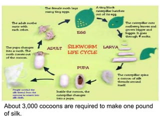 About 3,000 cocoons are required to make one pound
of silk.
 