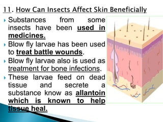  Substances from some
insects have been used in
medicines.
 Blow fly larvae has been used
to treat battle wounds.
 Blow fly larvae also is used as
treatment for bone infections.
 These larvae feed on dead
tissue and secrete a
substance know as allantoin
which is known to help
tissue heal.
 