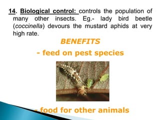 - feed on pest species
- food for other animals
BENEFITS
12
14. Biological control: controls the population of
many other insects. Eg.- lady bird beetle
(coccinella) devours the mustard aphids at very
high rate.
 