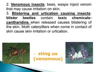 2. Venomous insects: bees, wasps inject venom
that may cause irritation on skin.
3. Blistering and urtication causing insects:
blister beetles contain toxic chemicals-
cantharidins when released causes blistering of
the skin. Moth caterpillars when come in contact of
skin cause skin irritation or urtication.
- sting us
(venomous)
 