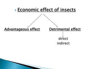  Economic effect of insects
Advantageous effect Detrimental effect
direct
indirect
 