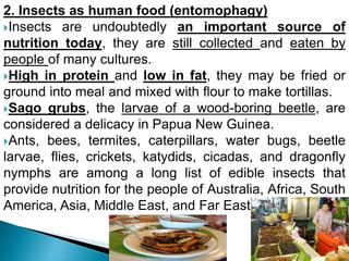 2. Insects as human food (entomophagy)
Insects are undoubtedly an important source of
nutrition today, they are still collected and eaten by
people of many cultures.
High in protein and low in fat, they may be fried or
ground into meal and mixed with flour to make tortillas.
Sago grubs, the larvae of a wood-boring beetle, are
considered a delicacy in Papua New Guinea.
Ants, bees, termites, caterpillars, water bugs, beetle
larvae, flies, crickets, katydids, cicadas, and dragonfly
nymphs are among a long list of edible insects that
provide nutrition for the people of Australia, Africa, South
America, Asia, Middle East, and Far East.
 