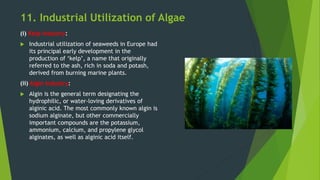 11. Industrial Utilization of Algae
(i) Kelp Industry:
 Industrial utilization of seaweeds in Europe had
its principal ea...