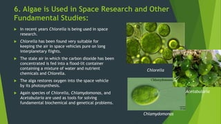 6. Algae is Used in Space Research and Other
Fundamental Studies:
 In recent years Chlorella is being used in space
resea...