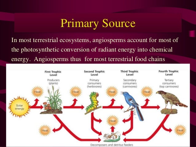 Economic importance of angiosperms