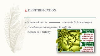 4. DENITRIFICATION
– Nitrates & nitrite ammonia & free nitrogen
– Pseudomonas aeruginosa, E. coli etc.
– Reduce soil fertility
 