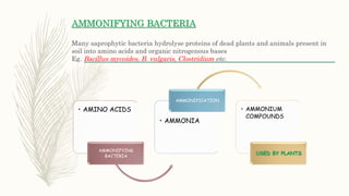 AMMONIFYING BACTERIA
Many saprophytic bacteria hydrolyse proteins of dead plants and animals present in
soil into amino acids and organic nitrogenous bases
Eg. Bacillus mycoides, B. vulgaris, Clostridium etc.
• AMINO ACIDS
AMMONIFYING
BACTERIA
• AMMONIA
AMMONIFICATION
• AMMONIUM
COMPOUNDS
USED BY PLANTS
 