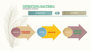 NITRIFYING BACTERIA
NITRIFICATION
AMMONIA OXI. NITRATE
NITROSOMONAS
/ NITROCOCCUS
AMMONIA NITROBACTER
NITRITE
USED BY
PLANTS
NITRATE
 