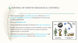 5. CONTROL OF INSECTS (BIOLOGICAL CONTROL)
– Many bacteria secrete crystalline proteins which are toxic to
larvae of caterpillars and insects (Lepidoptera), but non-toxic
to plants and animals
– Serve as bioinsecticides
– Some of the bioinsecticides are based on Bacillus thuringiensis
– Bacillus thuringiensis produces a toxin called B.t. toxin, which
which is toxic to several insect larvae, some of which are
common pests to crop plants.
– Similarly the endotoxin produced by Bacillus sphaericus and
Clostridium bifermentans destroys the mosquito larvae.
 