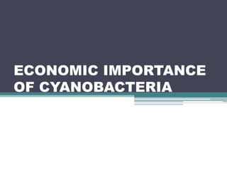 ECONOMIC IMPORTANCE
OF CYANOBACTERIA
 