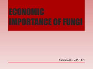 ECONOMIC
IMPORTANCE OF FUNGI
Submitted by VIPIN E.V
 