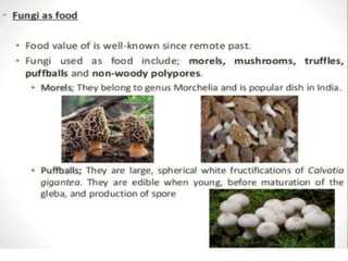 Economic importance of fungi PPT