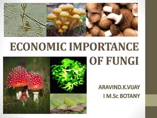ECONOMIC IMPORTANCE
OF FUNGI
 