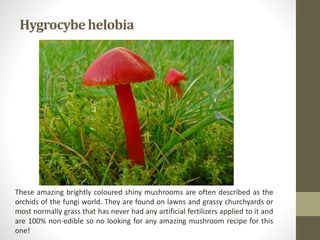 Biology Economic Importance Of Fungi