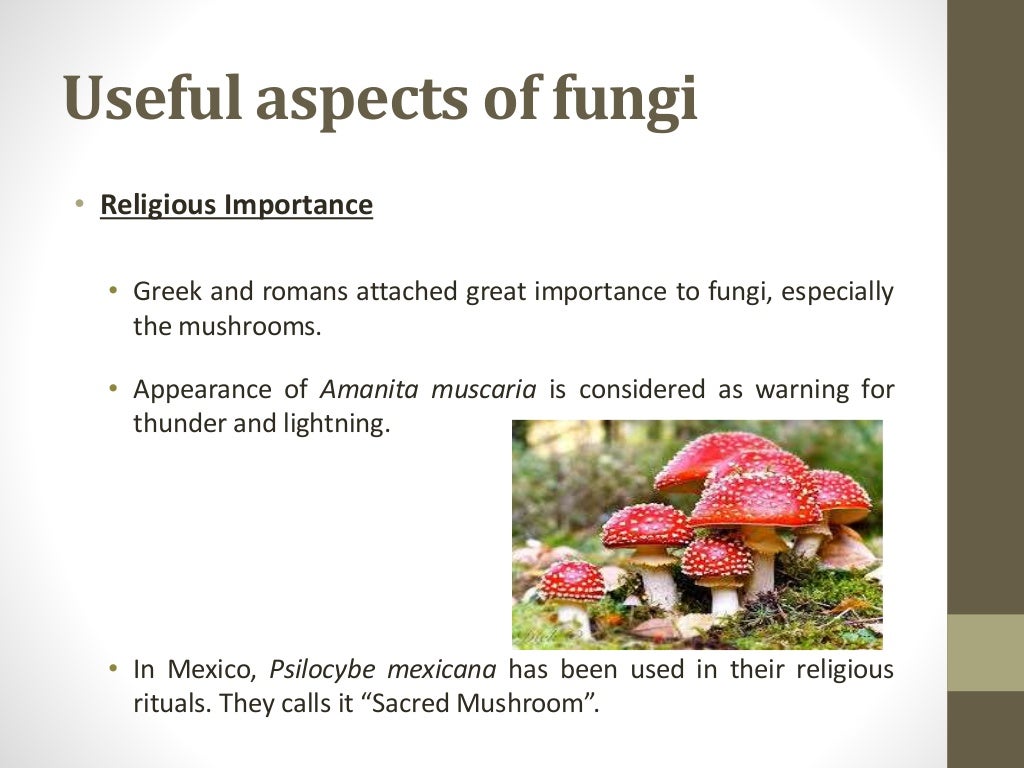 economic importance of fungi assignment pdf