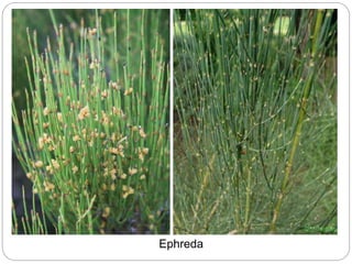 Ephreda
