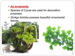  As ornaments
Species of Cycas are used for decoration
purposes.
Ginkgo bioloba possess beautiful ornamental
leaves.
Thuja, Pinus, Taxus etc are grown in parks.