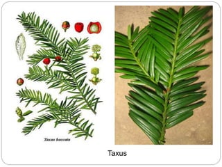 Taxus