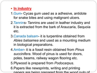  In industry
1.Gum- Cycas gum used as a adhesive, antidote
for snake bites and using malignant ulcers.
2.Tannins- Tannins are used in leather industry and
it is extracted from the bark of Araucaria, Sequoia
etc.
3.Canada balsam- it is turpentine obtained from
Abies balsamea and used as a mounting medium
in biological preparations.
4.Amber- it is a fossil resin obtained from Pinus
succinifera. Wood of pinus is used for doors,
poles, beams, railway wagon flooring etc.
5.Plywood is prepared from Podocarpus.
6.Papers like newsprints, writing and printing