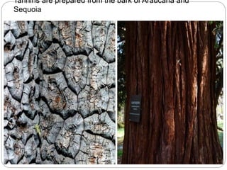 Tannins are prepared from the bark of Araucaria and
Sequoia