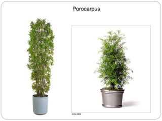 Porocarpus