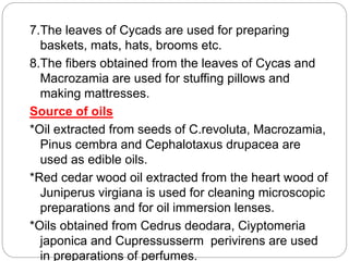 7.The leaves of Cycads are used for preparing
baskets, mats, hats, brooms etc.
8.The fibers obtained from the leaves of Cycas and
Macrozamia are used for stuffing pillows and
making mattresses.
Source of oils
*Oil extracted from seeds of C.revoluta, Macrozamia,
Pinus cembra and Cephalotaxus drupacea are
used as edible oils.
*Red cedar wood oil extracted from the heart wood of
Juniperus virgiana is used for cleaning microscopic
preparations and for oil immersion lenses.
*Oils obtained from Cedrus deodara, Ciyptomeria
japonica and Cupressusserm perivirens are used
in preparations of perfumes.