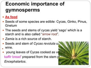 Economic importance of
gymnosperms
As food
Seeds of some species are edible: Cycas, Ginko, Pinus,
Gnetum
The seeds and stems of cycas yield ‘sago’ which is a
starch and is also called “arrow root”.
Zamia is a rich source of starch.
Seeds and stem of Cycas revoluta used for making
wine.
young leaves of Cycas cooked as vegetables.
kaffir bread’ prepared from the stem pith of
Encephalartos.